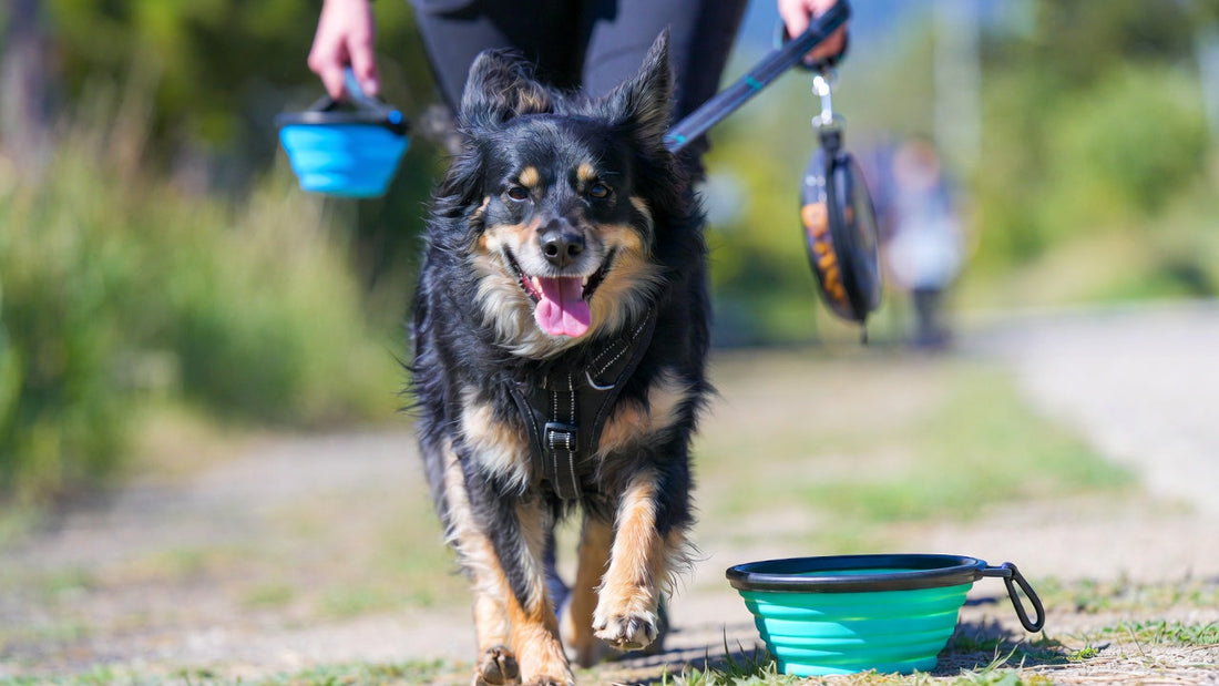 Introducing WagsGo.com: Get a Few More Barks for Your Buck!